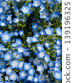 Nemophila in full bloom in spring 139196325