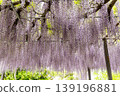 A landscape with wisteria's flowers 139196881