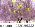 wisteria flowers in full bloom 139196882