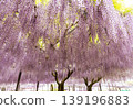 A landscape with wisteria 139196883