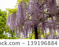A landscape with wisteria's flowers 139196884