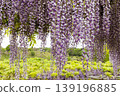 A landscape with wisteria's flowers 139196885