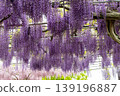 wisteria flowers in full bloom 139196887