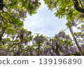 A wisteria trellis in full bloom 139196890