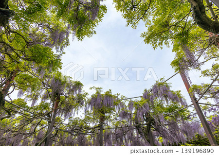 A wisteria trellis in full bloom A wisteria trellis in full bloom 139196890