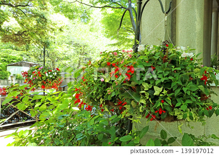 Spring flowers blooming in a basket on the terrace Spring flowers blooming in a basket on the terrace 139197012