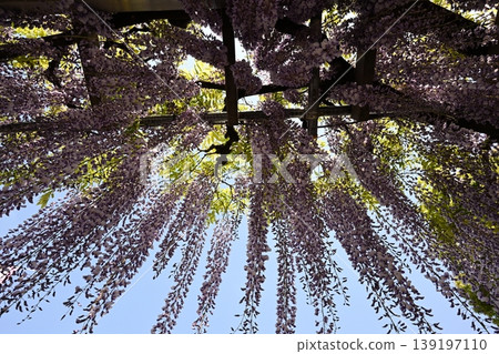 Wisteria flowers Wisteria flowers 139197110
