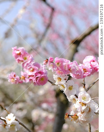 Plum blossom Plum blossom 139197116