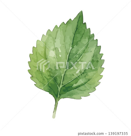 Watercolor-style illustration of perilla leaves Watercolor-style illustration of perilla leaves 139197335
