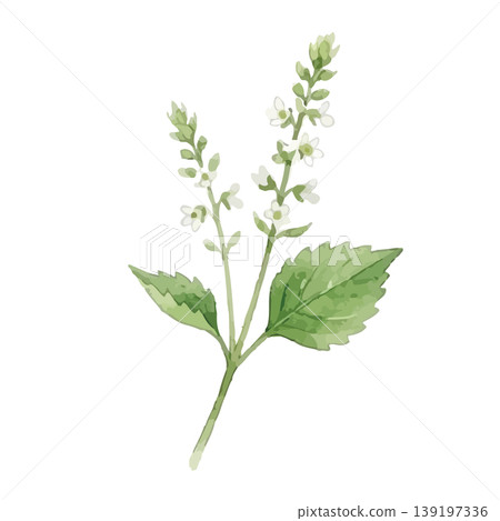 Watercolor-style illustration of perilla leaves Watercolor-style illustration of perilla leaves 139197336