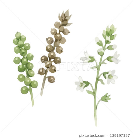 Watercolor-style illustration of perilla leaves Watercolor-style illustration of perilla leaves 139197337