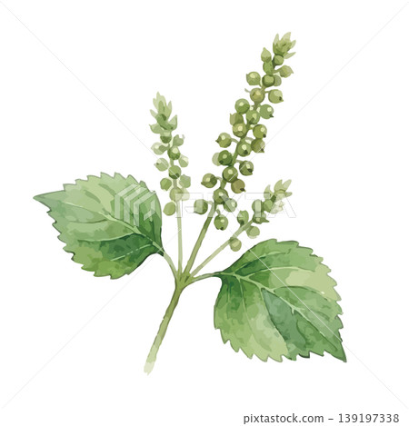 Watercolor-style illustration of perilla leaves Watercolor-style illustration of perilla leaves 139197338