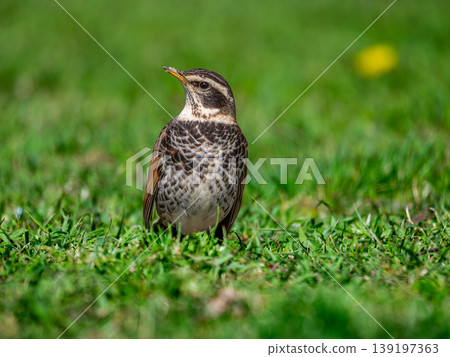 Thrush walking on the ground 139197363