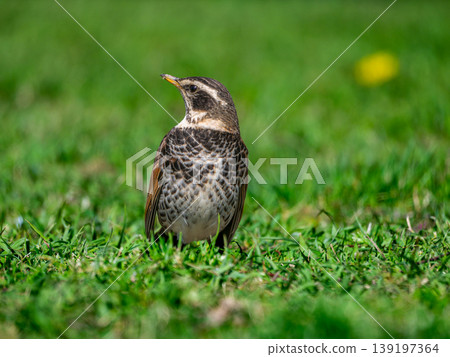 Thrush walking on the ground Thrush walking on the ground 139197364
