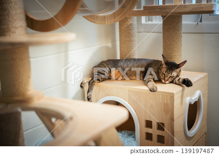 tabby cat resting on a modern wooden cat climber, cat tree tower 139197487