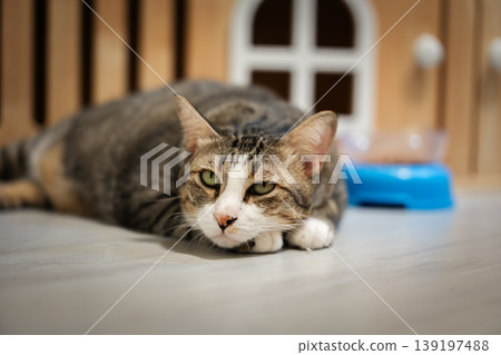 tabby cat lying down next to a blue bowl full of dry food on the floor at home tabby cat lying down next to a blue bowl full of dry food on the floor at home 139197488