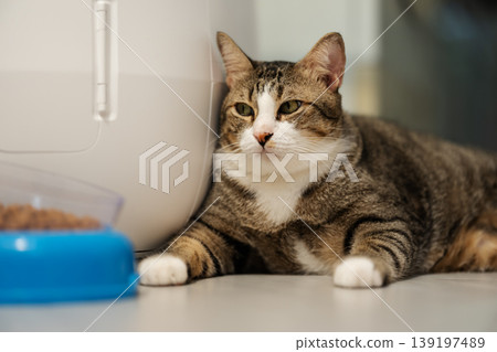 tabby cat sitting next to a modern automatic self-cleaning litter box and a bowl full of dry food at home. tabby cat sitting next to a modern automatic self-cleaning litter box and a bowl full of dry food at home. 139197489