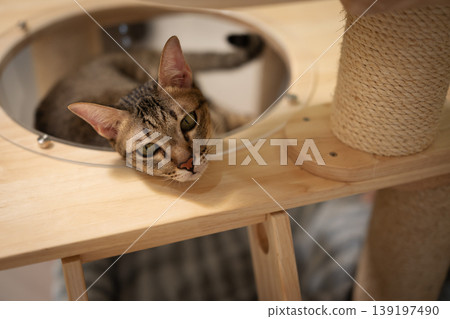 tabby cat resting on a modern wooden cat climber, cat tree tower tabby cat resting on a modern wooden cat climber, cat tree tower 139197490