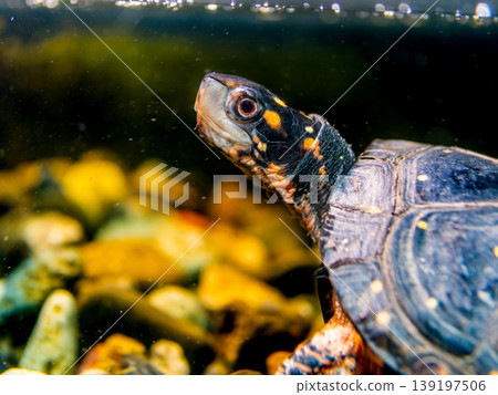 Close-up of a brown pond turtle Close-up of a brown pond turtle 139197506