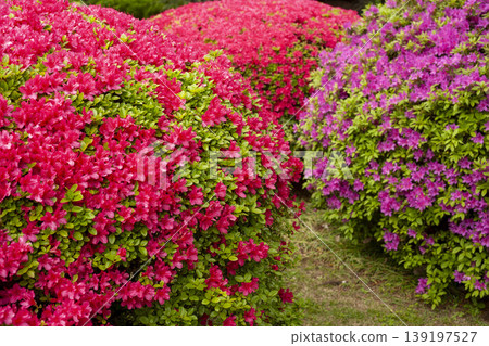 Round, trimmed azaleas in full bloom Round, trimmed azaleas in full bloom 139197527