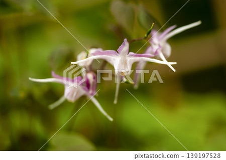 The stem of the Epimedium plant has three petioles at the end, resembling an anchor. The stem of the Epimedium plant has three petioles at the end, resembling an anchor. 139197528