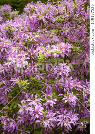 Hayato Mitsuba Azalea, endemic to Kagoshima Prefecture, is one of the earliest blooming varieties of Rhododendron dilatatum, which typically flowers before its leaves appear. Hayato Mitsuba Azalea, endemic to Kagoshima Prefecture, is one of the earliest blooming varieties of Rhododendron dilatatum, which typically flowers before its leaves appear. 139197529