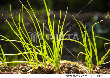 Young chive leaves that survived the winter and bask in the spring sunshine Young chive leaves that survived the winter and bask in the spring sunshine 139197530