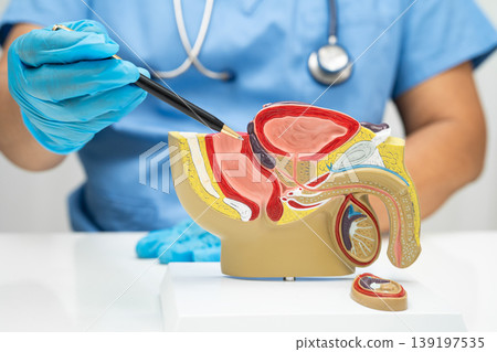 Male reproductive system, Asian doctor holding human anatomy model for study diagnosis and treatment in hospital. Male reproductive system, Asian doctor holding human anatomy model for study diagnosis and treatment in hospital. 139197535