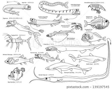 A set of many illustrations of deep-sea fish, featuring only outlines, that can also be used as coloring pages. A set of many illustrations of deep-sea fish, featuring only outlines, that can also be used as coloring pages. 139197545