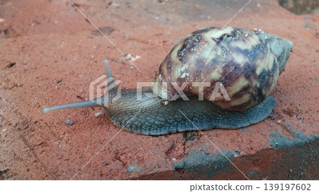Land Snail Crawls on the Surface of Red Bricks Land Snail Crawls on the Surface of Red Bricks 139197602