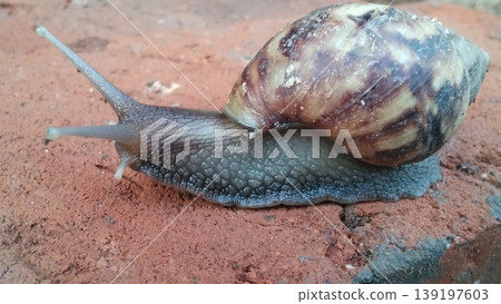 Land Snail Crawls on the Surface of Red Bricks Land Snail Crawls on the Surface of Red Bricks 139197603