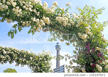 rose rose 139197651