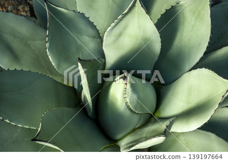龍舌蘭屬植物 'Fuwachukensis' / 蓮座狀多肉植物 龍舌蘭屬植物 'Fuwachukensis' / 蓮座狀多肉植物 139197664