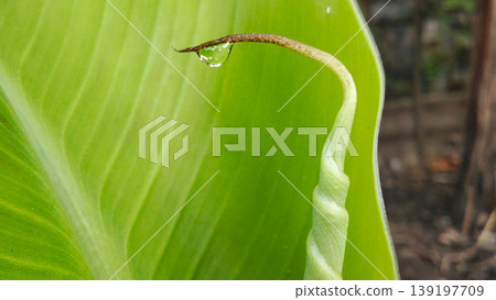 Water Drops on Green Leaf Tips with Natural Blur Background Water Drops on Green Leaf Tips with Natural Blur Background 139197709