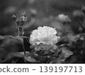 白玫瑰花 139197713