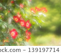 盛開的紅玫瑰，柔焦效果。 139197714