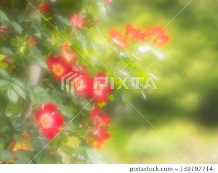 盛開的紅玫瑰，柔焦效果。 139197714