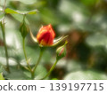 紅色玫瑰花蕾，柔焦 139197715