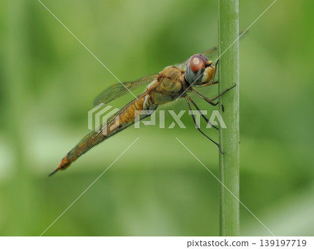 A profile view of a dragonfly (Pantala flavescens) perched on a blade of grass. A profile view of a dragonfly (Pantala flavescens) perched on a blade of grass. 139197719