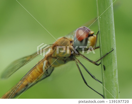 A profile view of a dragonfly (Pantala flavescens) perched on a blade of grass. A profile view of a dragonfly (Pantala flavescens) perched on a blade of grass. 139197720