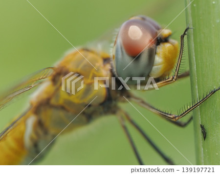 A profile view of a dragonfly (Pantala flavescens) perched on a blade of grass. 139197721