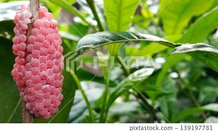 Pink Snail Eggs Attached to Plant Stems Pink Snail Eggs Attached to Plant Stems 139197781