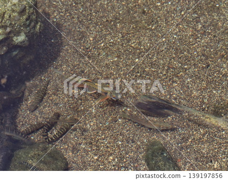 A bird's-eye view of fish in the river: a male minnow chasing a female. A bird's-eye view of fish in the river: a male minnow chasing a female. 139197856