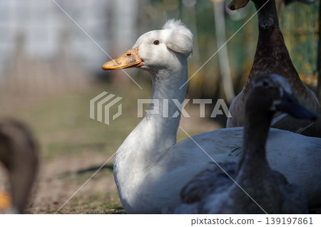 Close-up profile of a white crested duck with bright orange bill, resting in sunlight with out-of-focus background wildlife 139197861