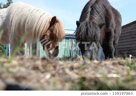 Two adorable miniature horses graze peacefully in a rural paddock under a clear blue sky on a bright day Two adorable miniature horses graze peacefully in a rural paddock under a clear blue sky on a bright day 139197863