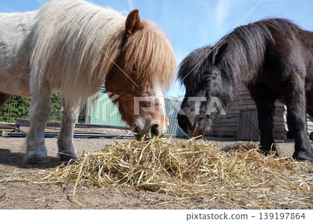 Two adorable miniature equines enjoy a meal of dry grass, showcasing a peaceful farm scene under a bright sky 139197864