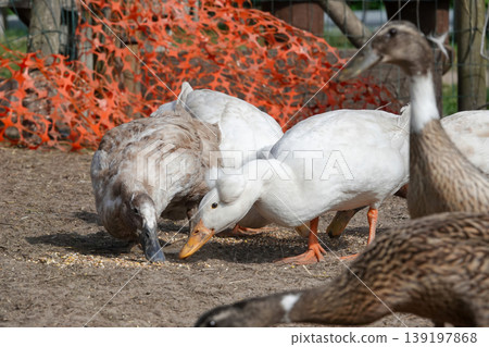 Domestic fowl peck forage for food on dry ground in a farm environment, showcasing natural behavior and rural life 139197868
