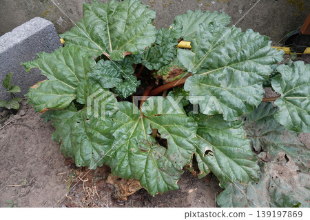 Vibrant Green Rheum rhabarbarum or rhubarb Plant Foliage Thrive in Garden Soil, Lush Broad Leaves Portray Natural Growth 139197869
