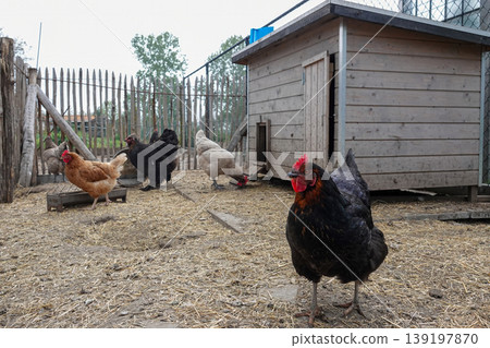 Domestic chicken flock roam freely near a rustic wooden coop, showcasing a simple life on a farm or homestead Domestic chicken flock roam freely near a rustic wooden coop, showcasing a simple life on a farm or homestead 139197870