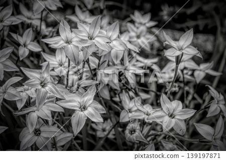 Monochrome Floral Elegance: Intricate Petals and Delicate Forms Create a Timeless Botanical Display Outdoors Monochrome Floral Elegance: Intricate Petals and Delicate Forms Create a Timeless Botanical Display Outdoors 139197871